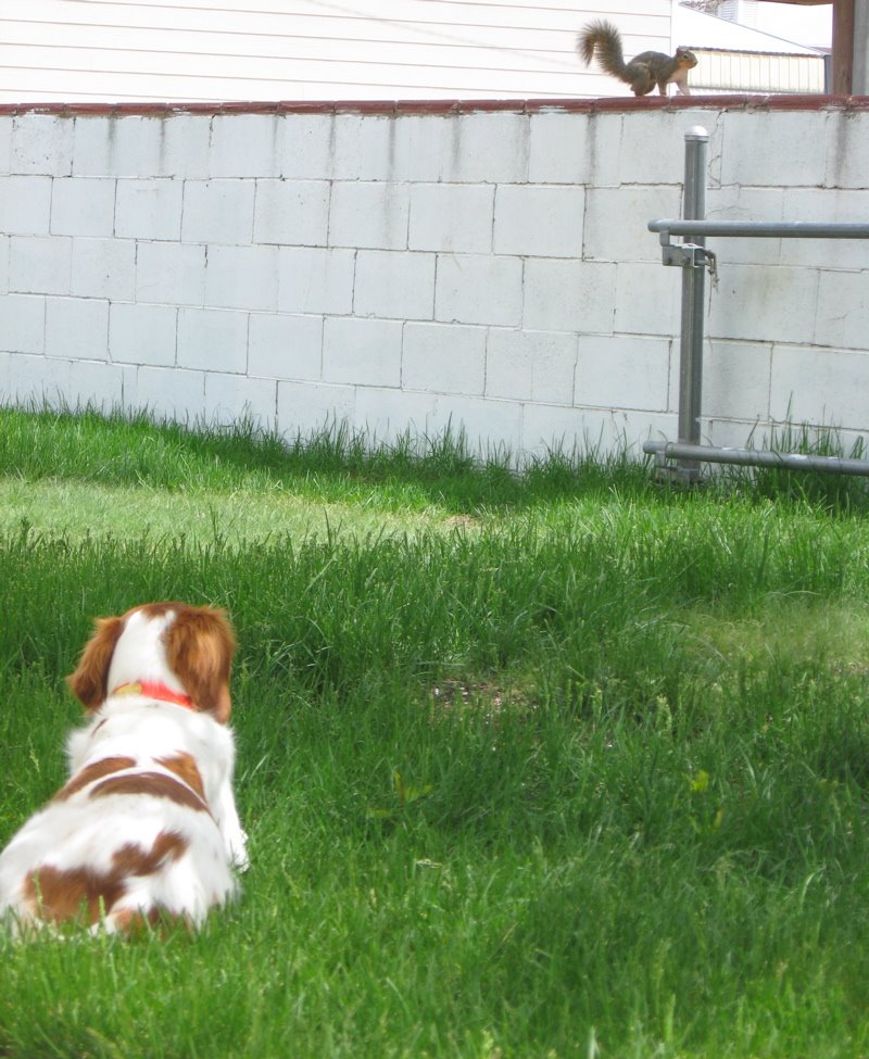 [dog+&+squirrel.jpg]