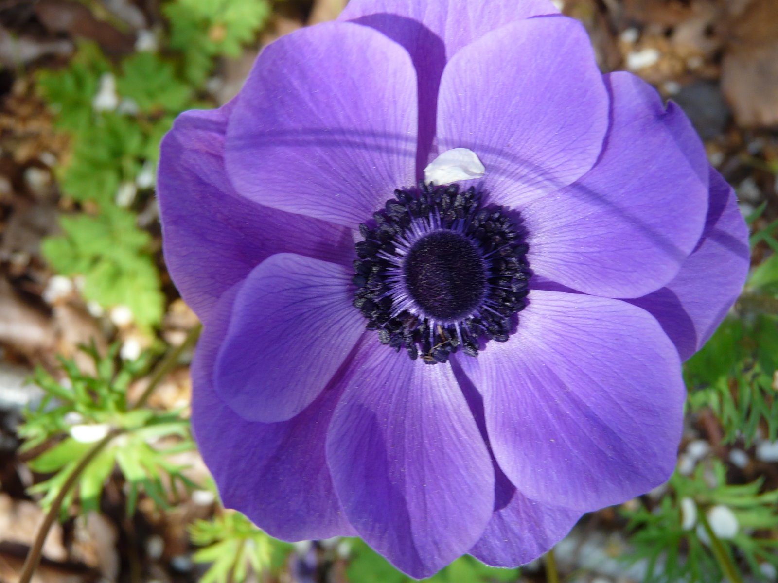 Picture a Day: Purple Poppy