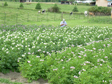 Certified Potato Plot