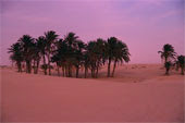 Saharah Oasis at Sunset