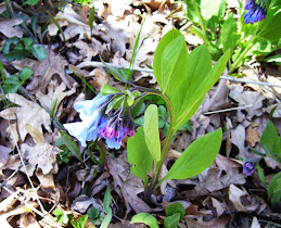 Spring in the Woods