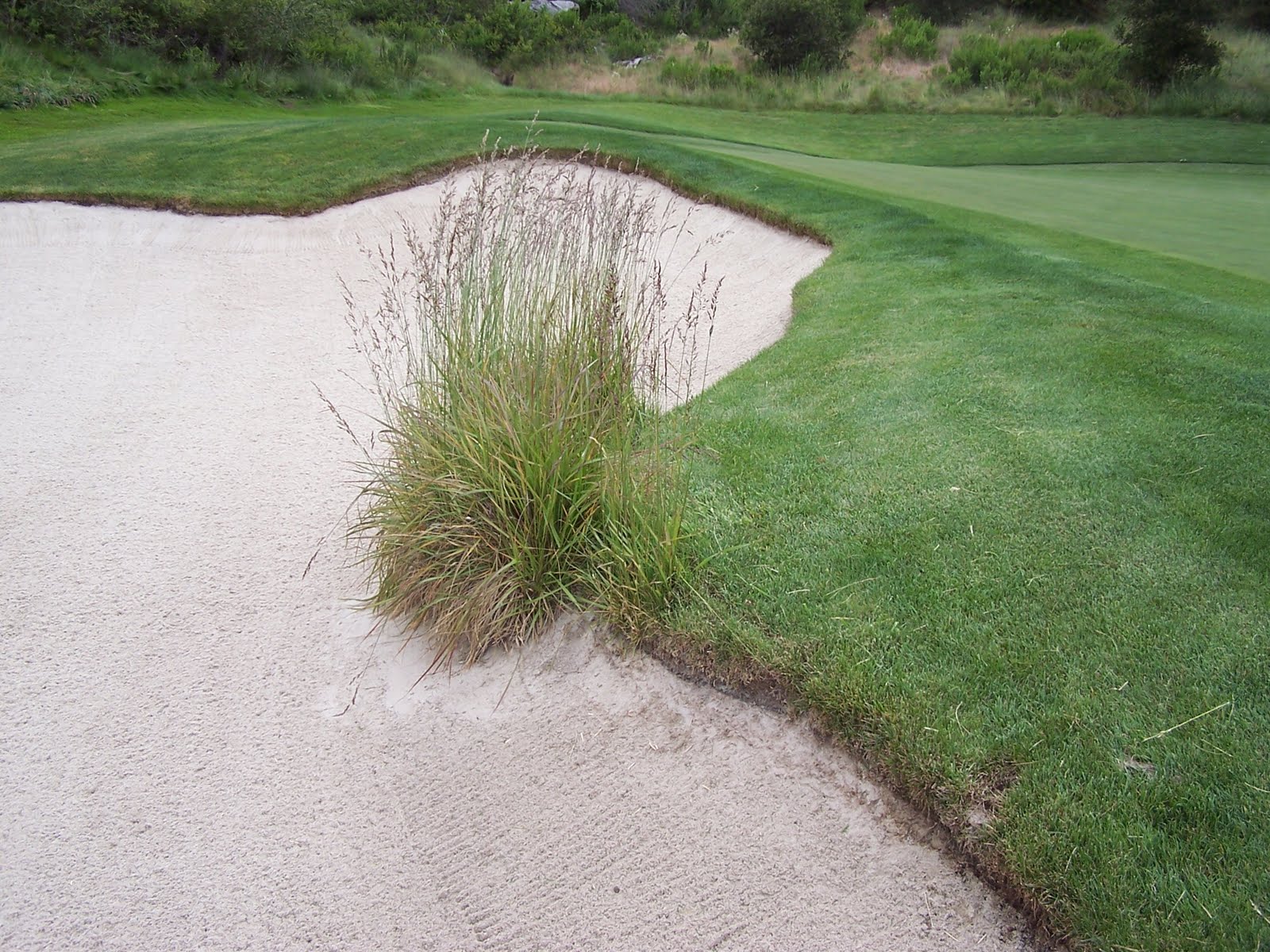 Santa Lucia Preserve Small Ornamental Grass Removal Project