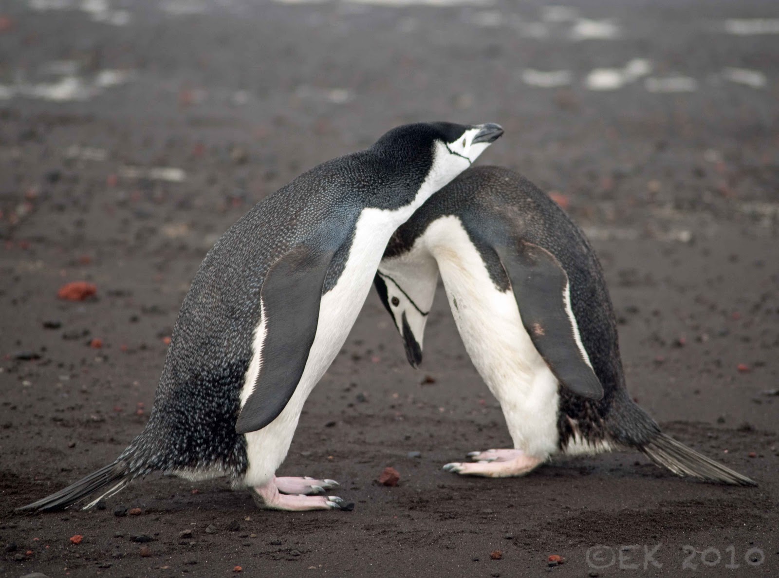 pictures of penguins in love pics