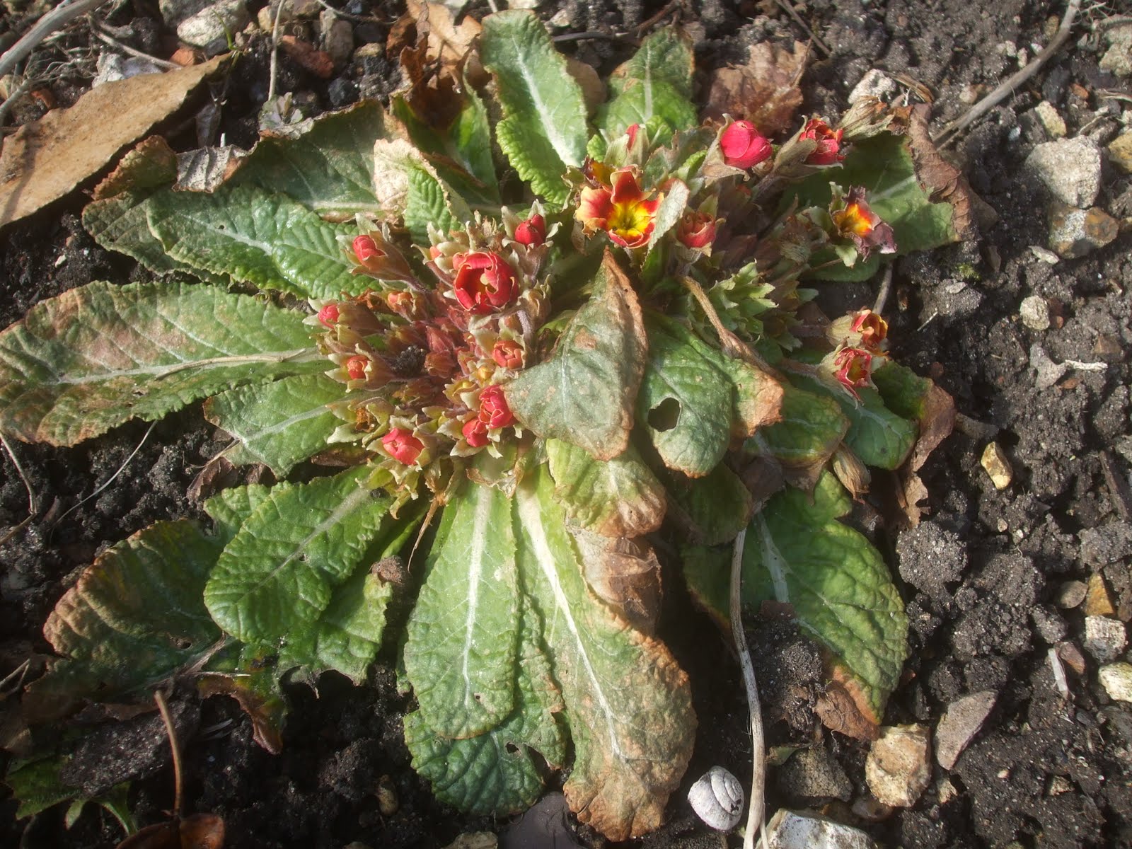 Polyanthus Small Scale World