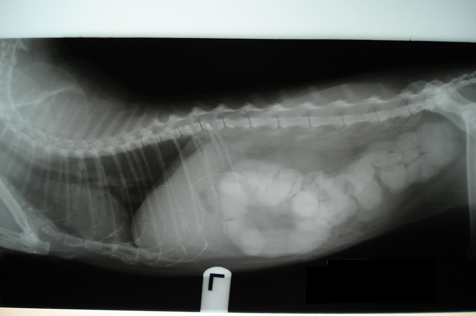 Megacolon and Constipation in Cats PetCoach