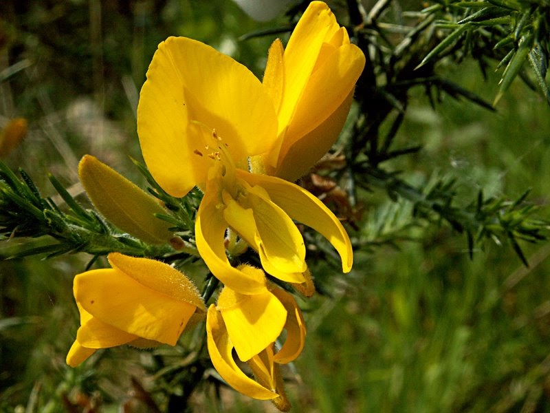 Paseos por la naturaleza: Ulex europaeus. Tojo.