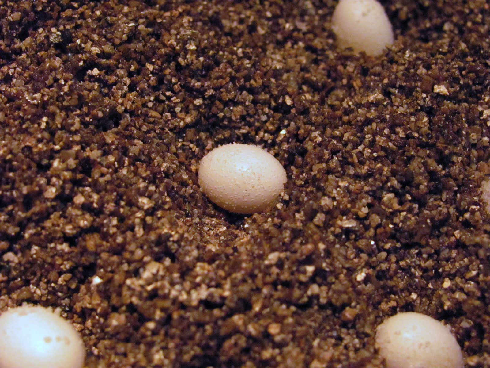 Heather's Thoughts: Furcifer Pardalis (aka Panther Chameleon) eggs