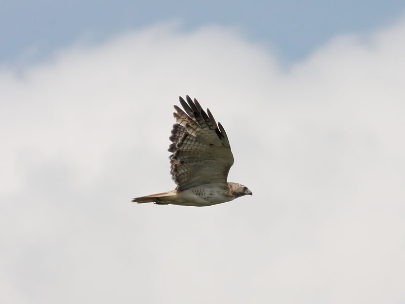 Ecobirder: Red-tailed Hawk Flying Free
