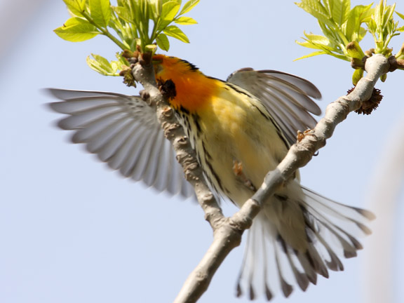 [MN08+blackburnian+warbler+102_3957.jpg]