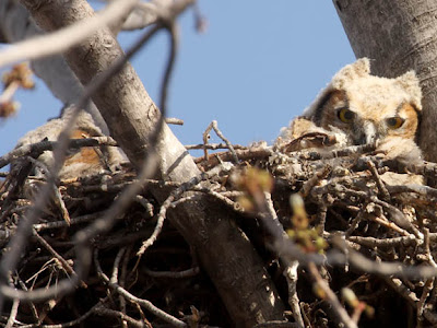 great horned owl chicks in nest