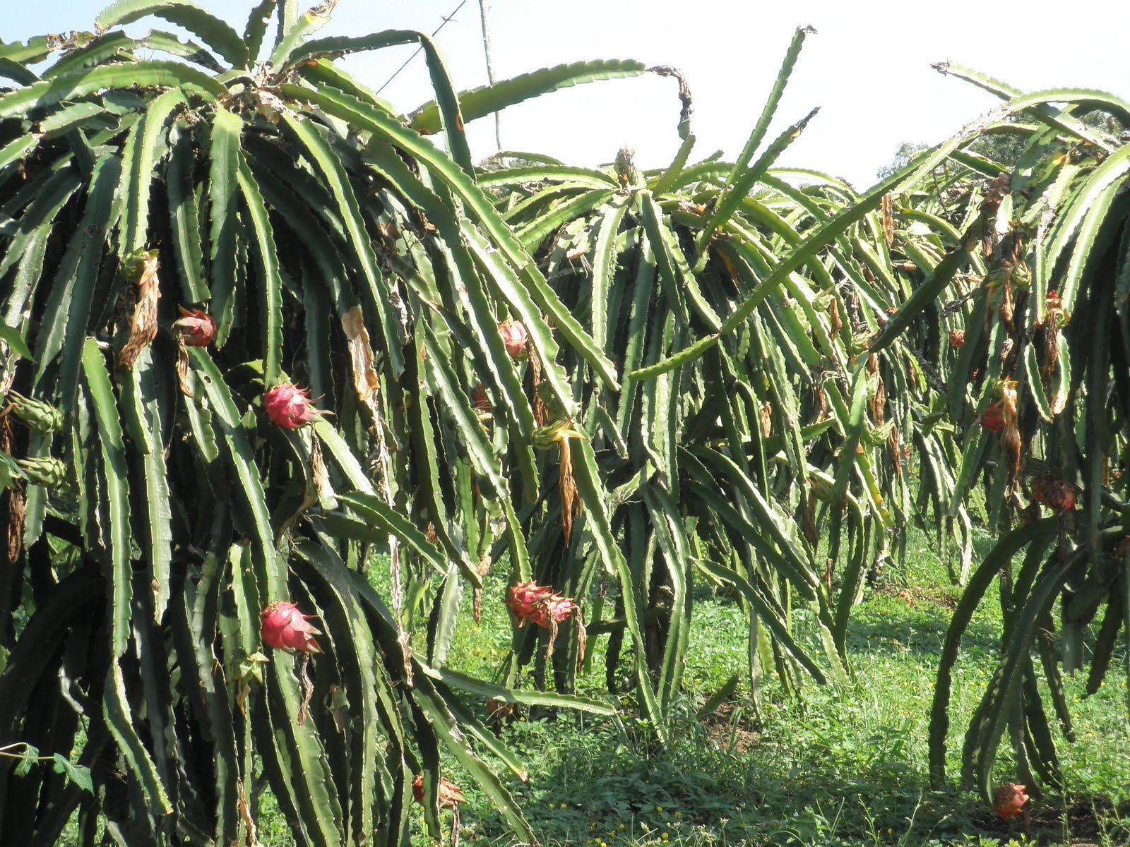 Kuantan City Lions Family Day at a Dragon Fruit Farm