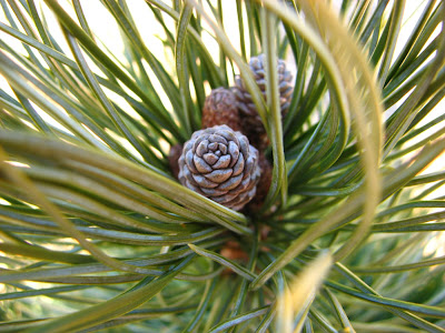 The garden years here a nana there nana