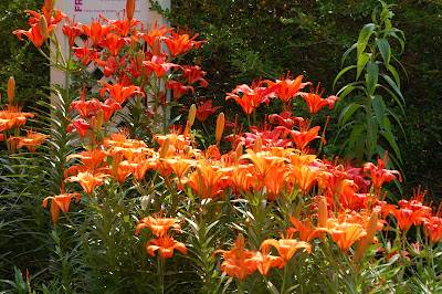 Jim's Photography: Mill Creek Park Flowers