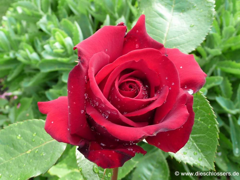 [Rote+Rose+(2).jpg]
