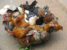Basket of chickens...