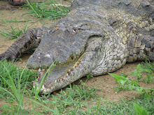 Sacred Crocodiles at Paga