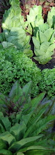 Kitchen Garden
