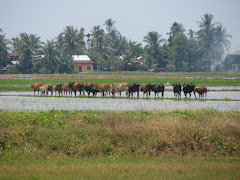 Sekawan Lembu