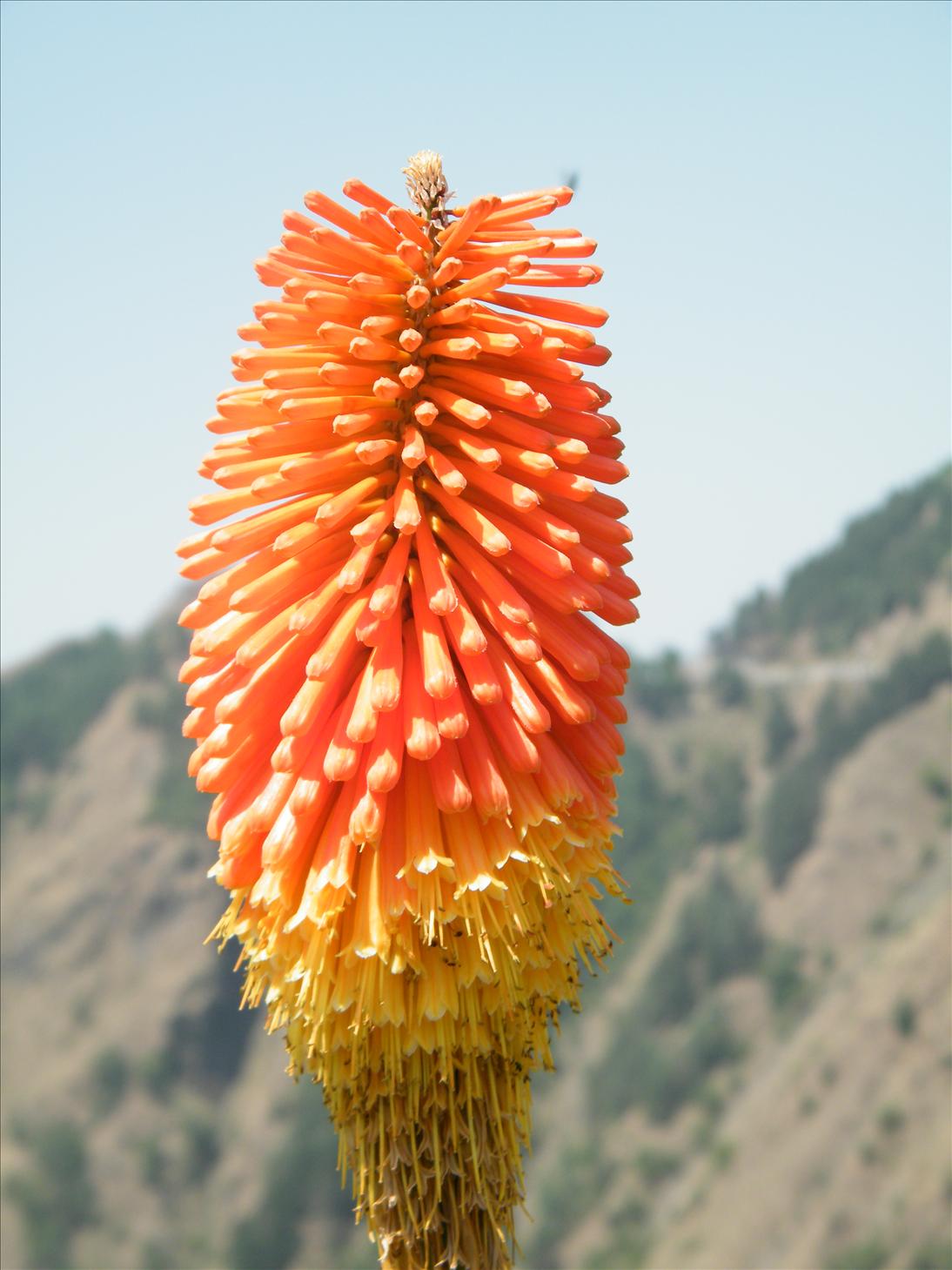 My Photography Blog Uttarakhand Flowers