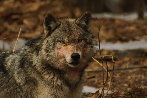 [Wolf+by+mikec_905+CC=nc-nd-flickr.jpg]