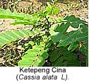Ketepeng cina to cure Mouth sores