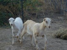 [goats+Maizy+and+Daisy.jpg]