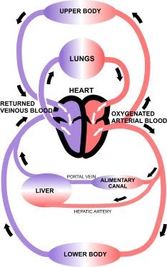 Mr. Forde - Life Science: Blood Circulation!