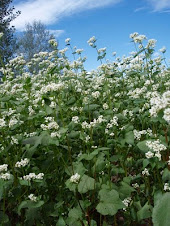 Buckwheat Up Close