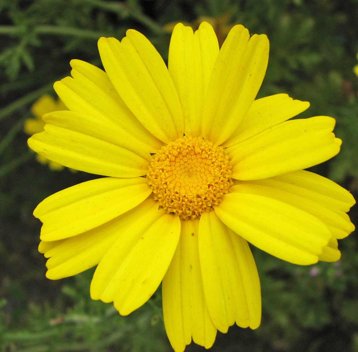 Carmen's Chronicles Daisies Mellow Yellow Monday, Monday, August 2, 2010