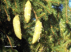 Pine cones
