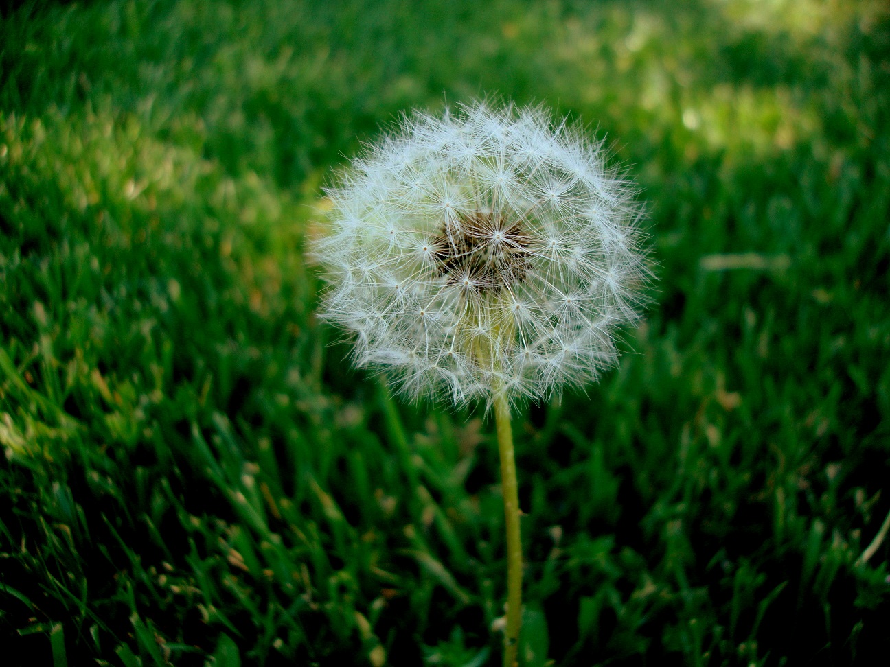 My Impressions Make a wish and blow the weed flower ! (Dandelion)