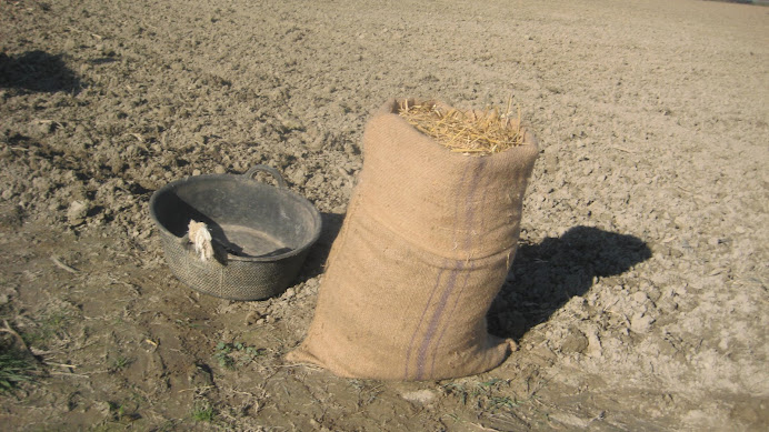 La senaia i el sac de paia