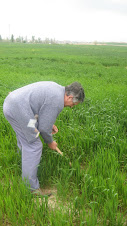 Herbejant el camp de blat