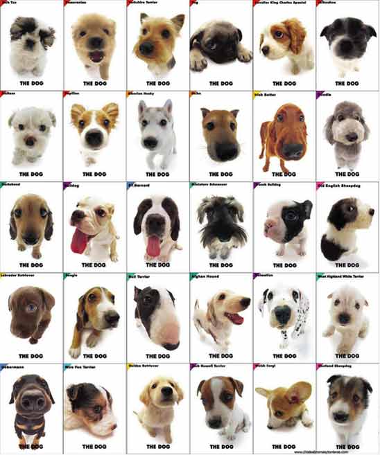 Lista De Razas De Terrier Cuántas Razas De Perros Hay Y Cuáles Son