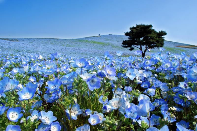 Nemophila-Harmony-Japan-.jpg