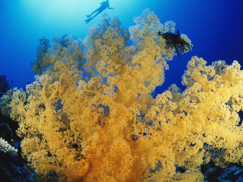 Большой Барьерный риф медузы. Острые кораллы. Кораллы и медузы. Острова из коралловых полипов. Как образуются коралловые рифы