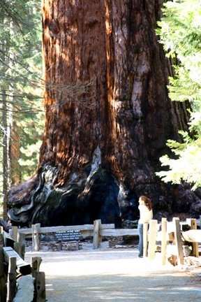[tree+1.bmp]