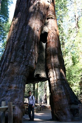 [tree2.bmp]