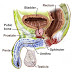 प्रोस्टेट ग्रन्थि बढने (enlarged prostate)के सरल उपचार 