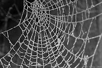 http://photos.jibble.org/[...]: Frosty Spider Web
