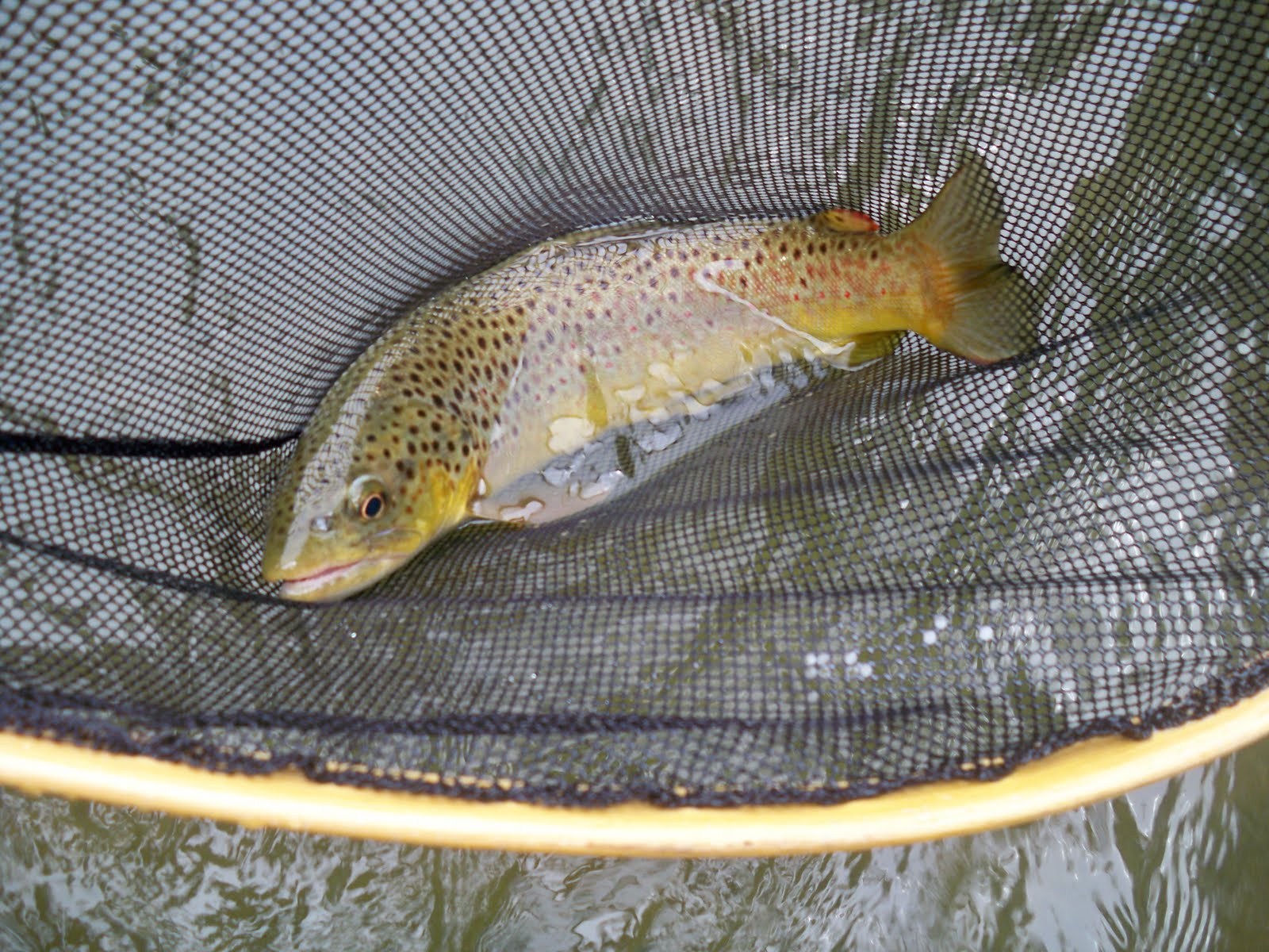 Grobe Anglers And Adventures Penns Creek Fishing Report 51810