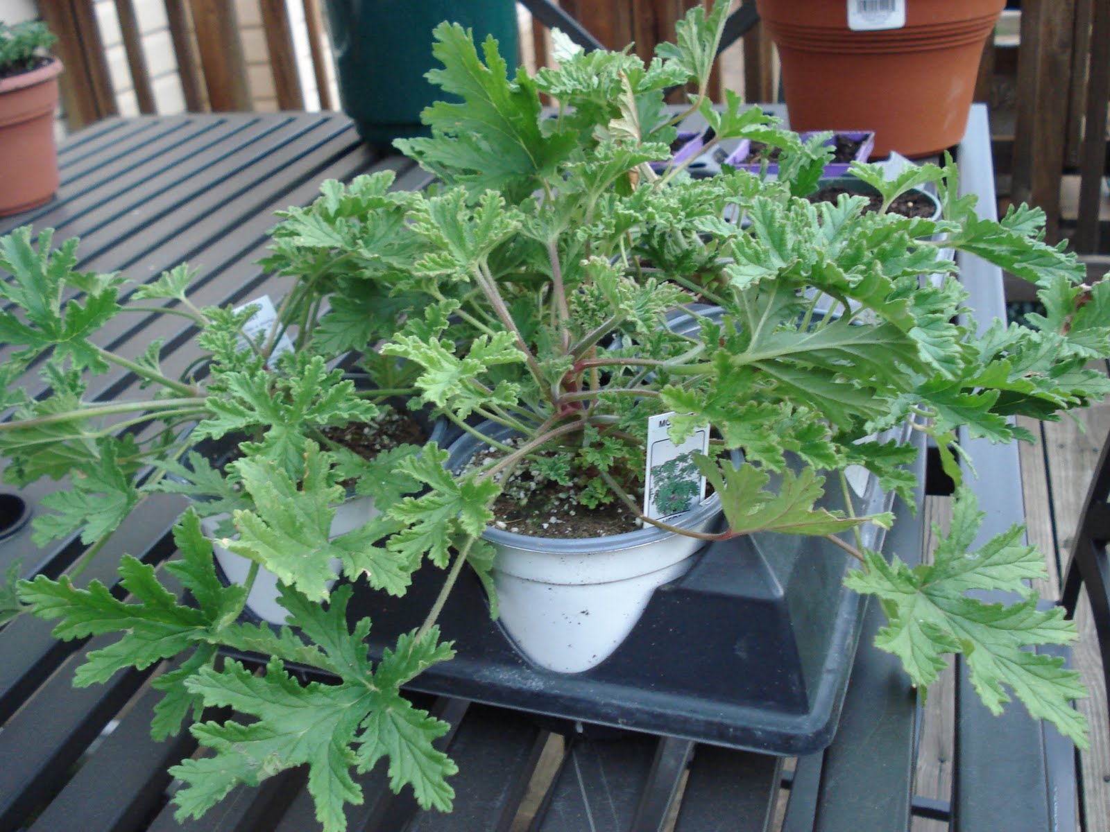 Bumble Lush Garden Citronella Plants Grow Your Own