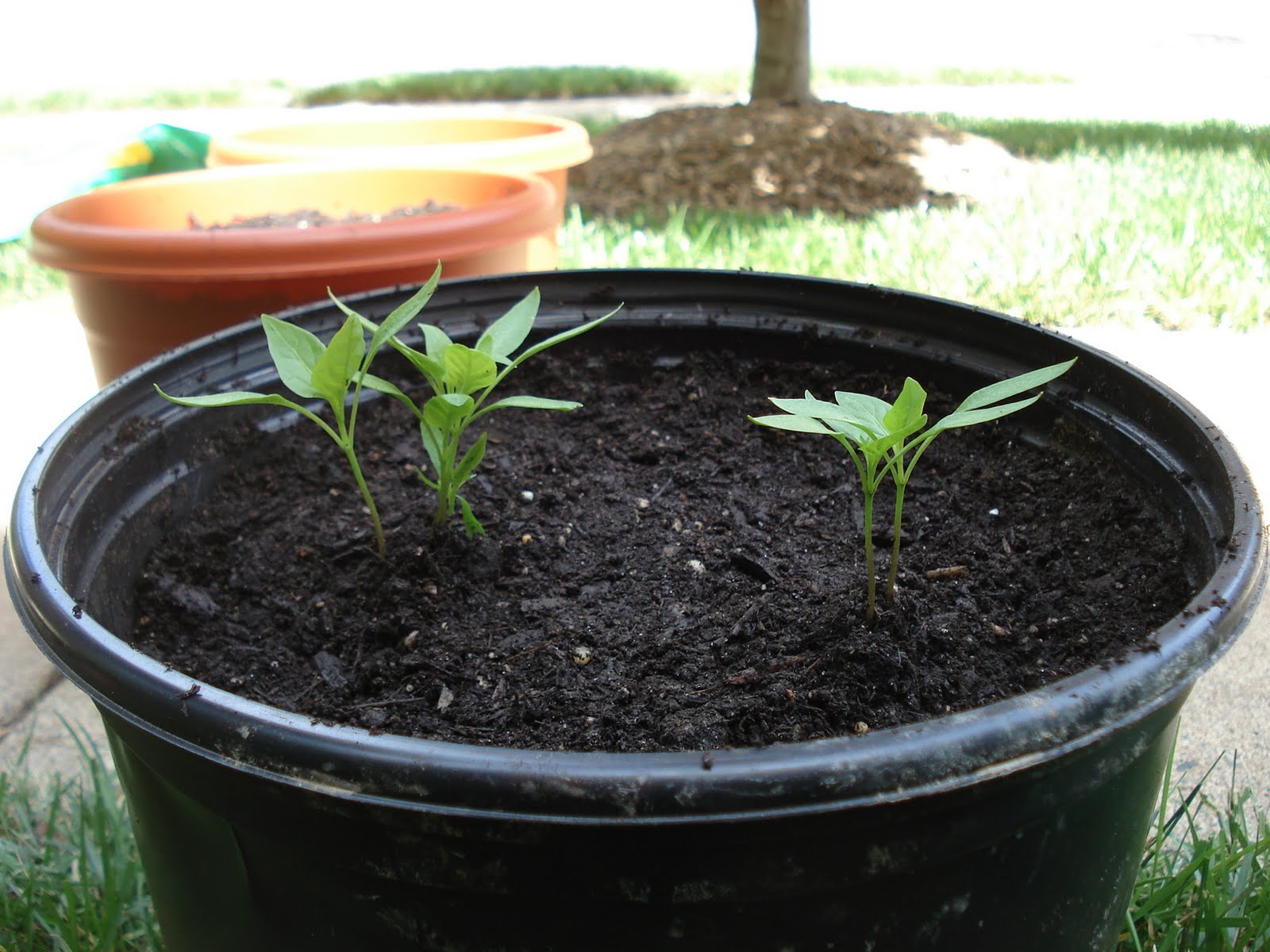 Bumble Lush Garden Jalapeno Plant Progress