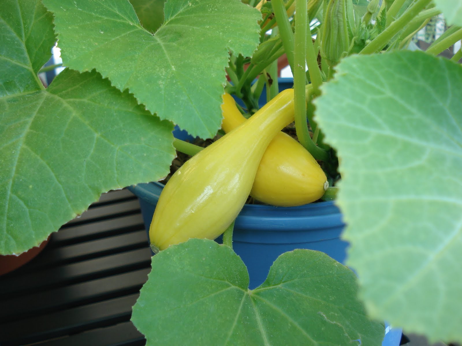 Bumble Lush Garden A trickle and then a flood...