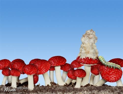 [transgenicos37.jpg]