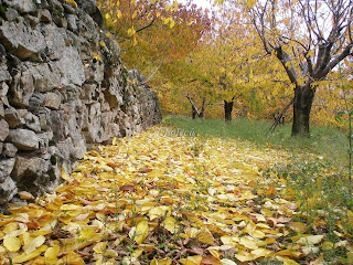 cerezos en otoño en el valle del jerte