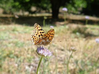 primavera valle del jerte