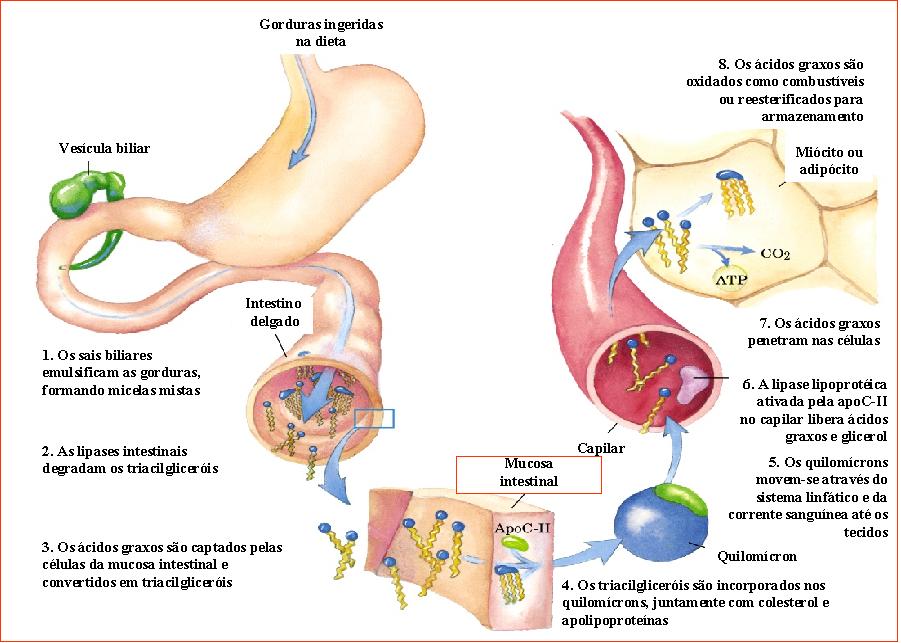 Dieta Metabolica A Frequenza U Dulifenfsal Tk