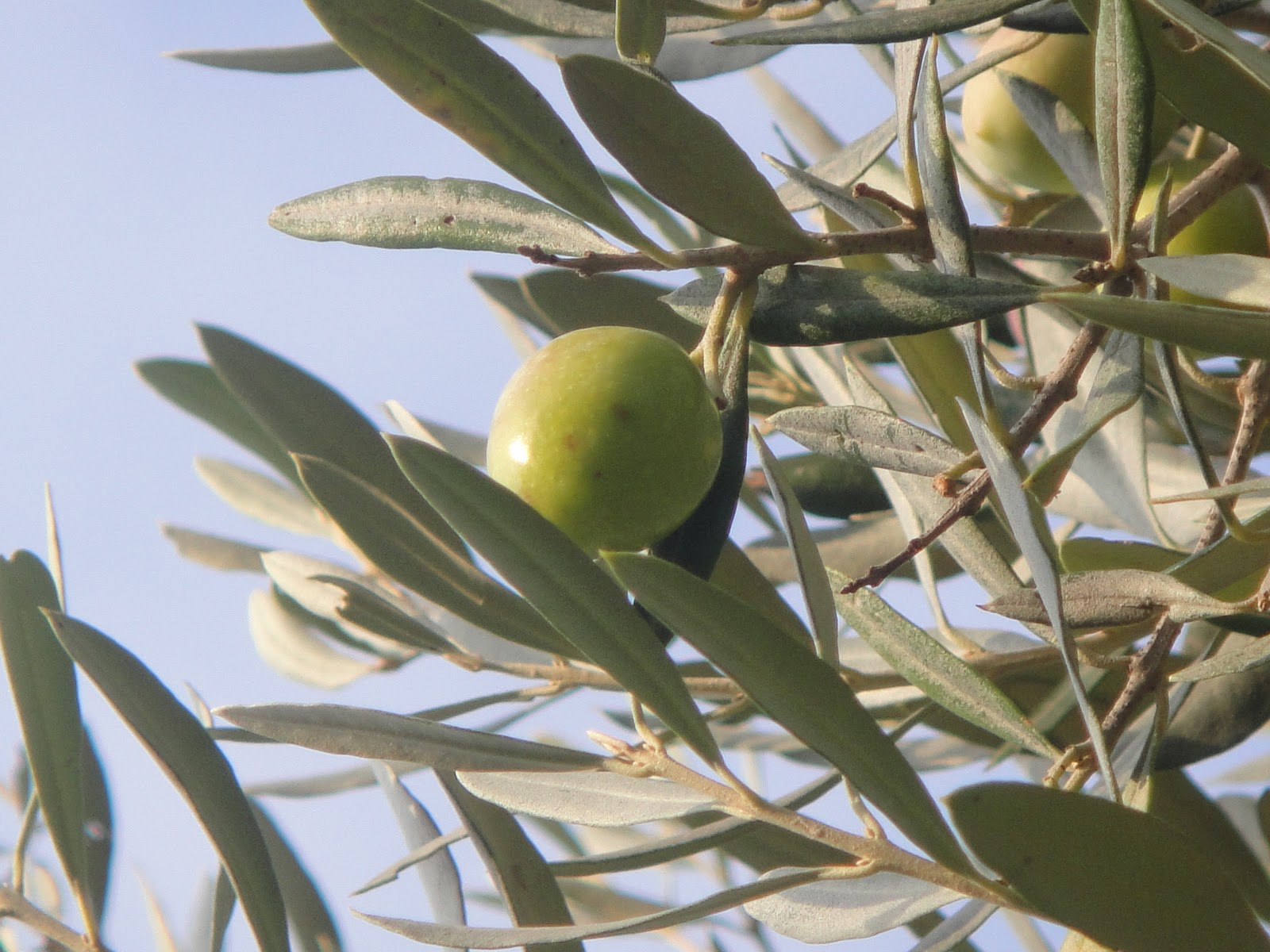 Comment Préparer Les Olives Fraîchement Cueillies Sur L Arbre