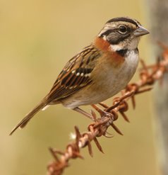 Chingolo (Zonotrichia capensis)